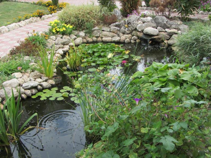 Магнолия (Межводное)