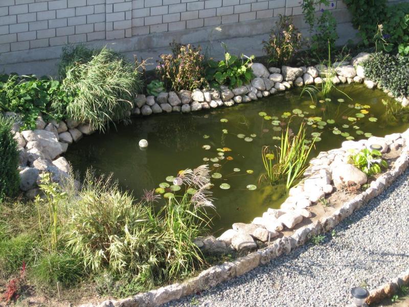 Магнолия (Межводное)