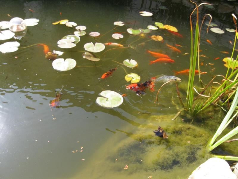 Магнолия (Межводное)