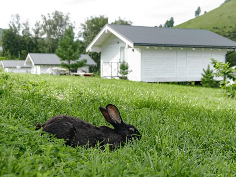 Altai Palace Гостиничный Комплекс