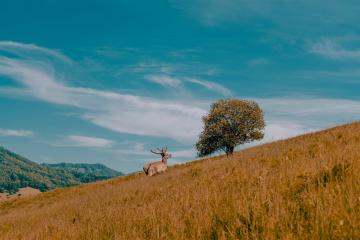 Отель Altai Palace Гостиничный Комплекс Россия, Алтайский край, фото 6