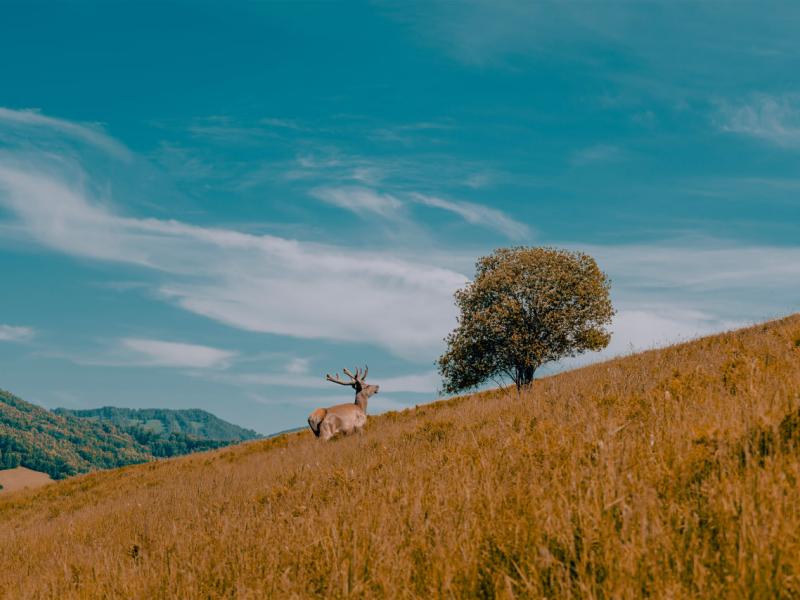 Altai Palace Гостиничный Комплекс