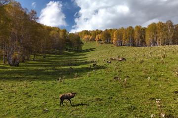 Отель Altai Palace Гостиничный Комплекс Россия, Алтайский край, фото 7