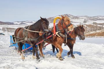 Отель Altai Palace Гостиничный Комплекс Россия, Алтайский край, фото 87