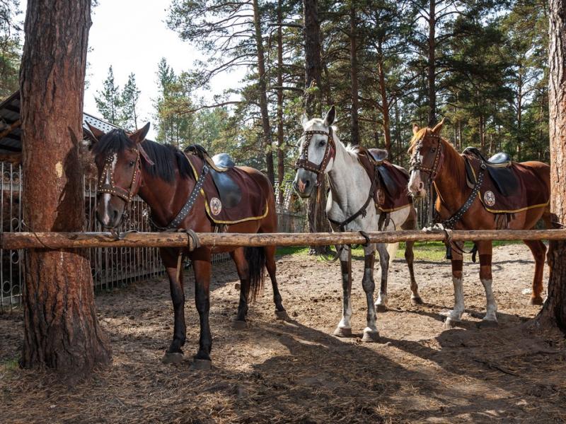 Чайка Парк-отель