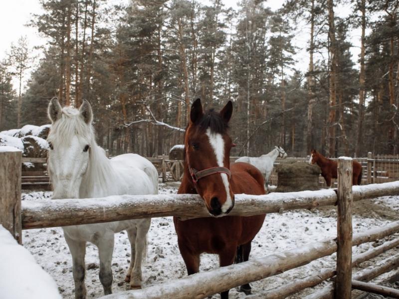 Чайка Парк-отель