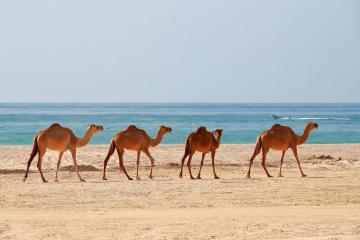 Отель Crowne Plaza Resort Salalah Оман, Салала, фото 40