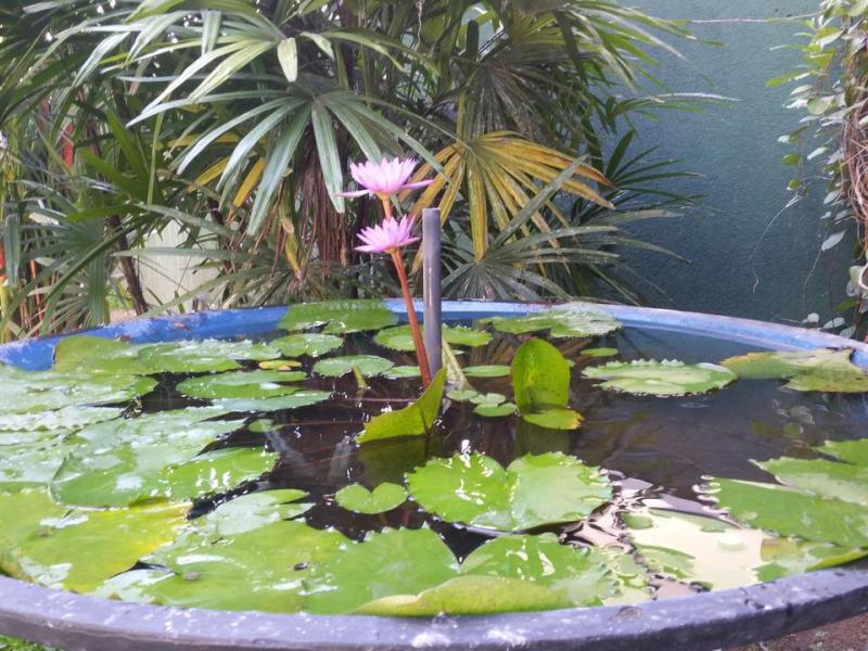 Coral Palm Villa & Apartment