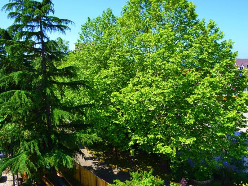 София на Медовой