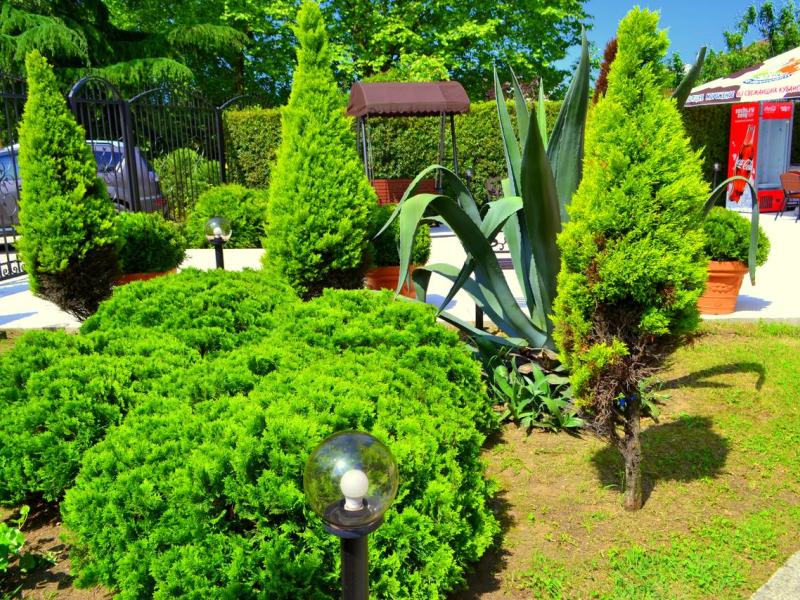 София на Медовой