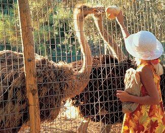 Dedalos Capsis Bungalows