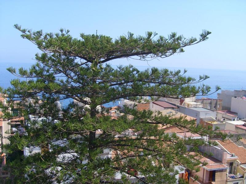 Delle Palme
