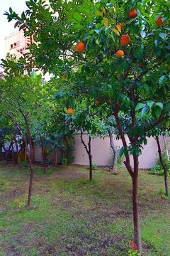 Отель Perle Apart Hotel Турция, Аланья, фото 16