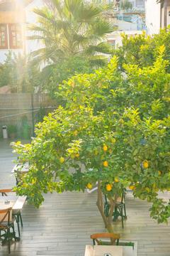 Отель Oscar Garden  Турция, Анталия, фото 34