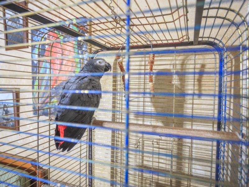 Hotel Villa Daffodil