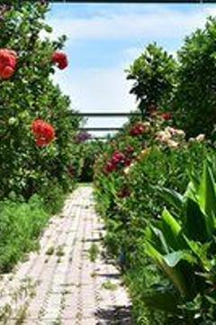 Отель Lemon Garden Lodge Турция, Кемер, фото 44