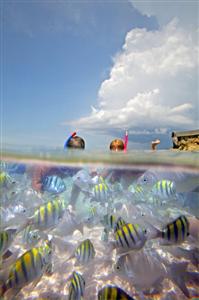 El Dorado Seaside Suites