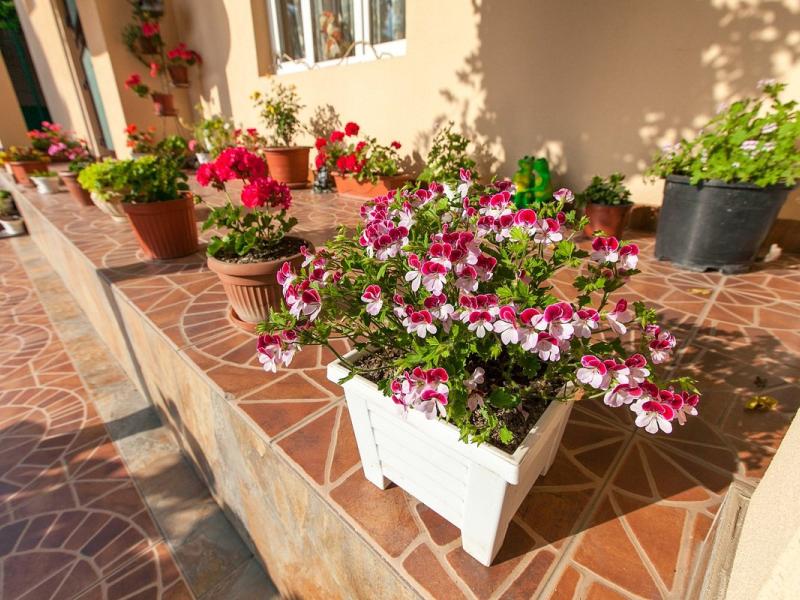 Дельфин Отель (ул. Аллейная)