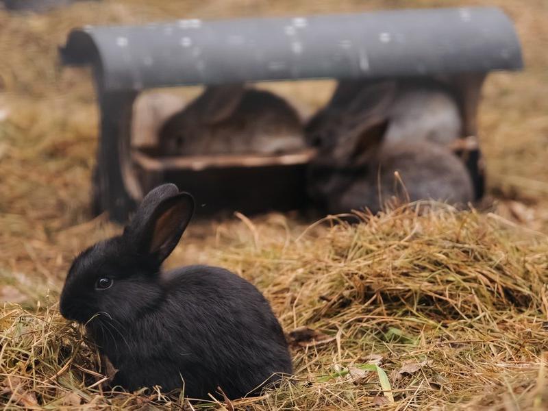 Сказка Алтая Парк-Отель