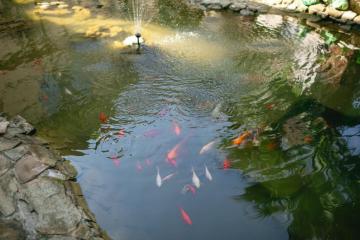 Отель Gold NiVa Россия, Адлер, фото 10