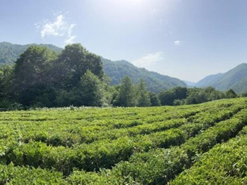 Soloh SPA Village (Солохаул)