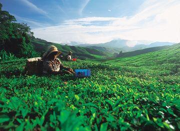 Copthorne Hotel Cameron Highlands