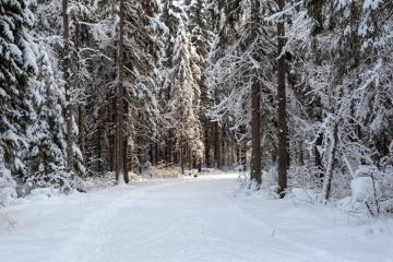 Отель Спорт отель Пересвет Россия, Сергиев Посад, фото 4