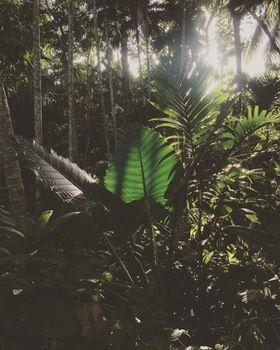Kaju Green Eco Lodge