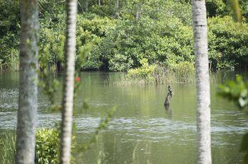 Kaju Green Eco Lodge