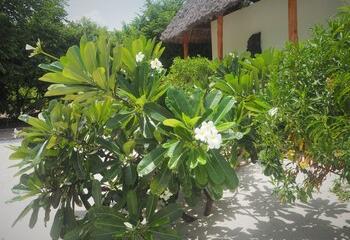 Отель Tikitam Palms Boutique Hotel Танзания, о Занзибар, фото 78