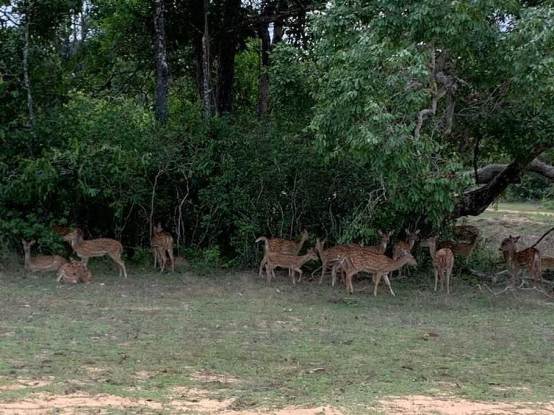 The Blue Lagoon Resort Kalpitiya