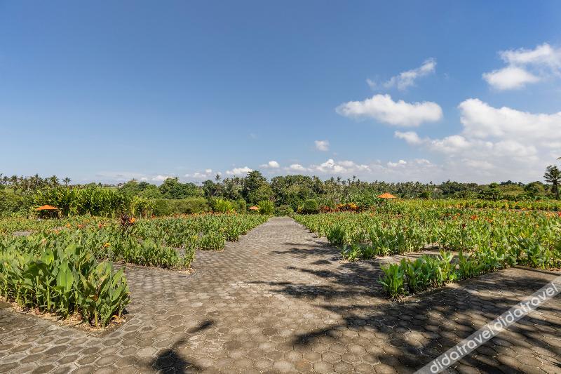 Swan Paradise a Pramana Experience