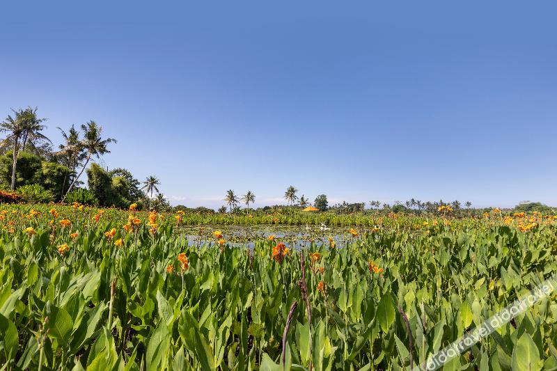 Swan Paradise a Pramana Experience