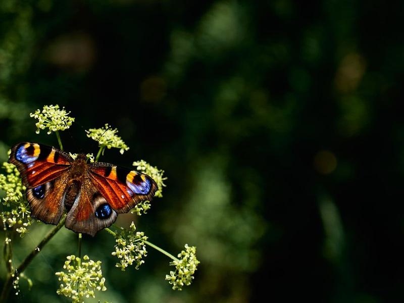 Лосиный Двор