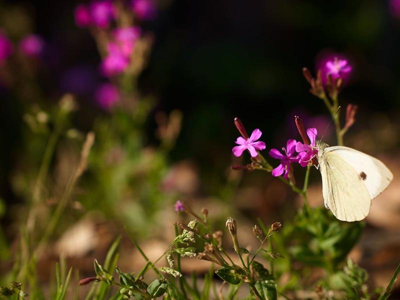 Лосиный Двор