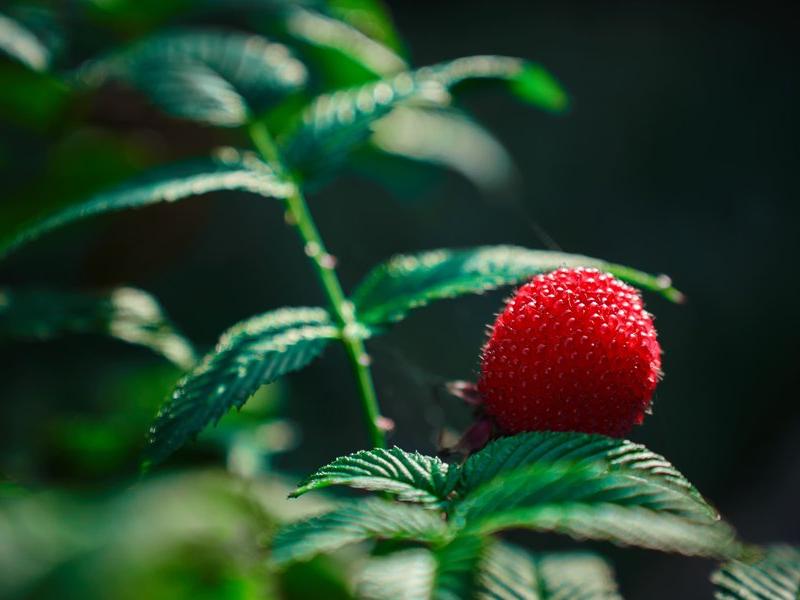 Лосиный Двор