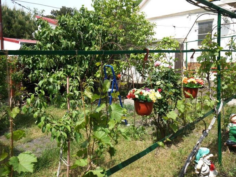 Виноградная аллея