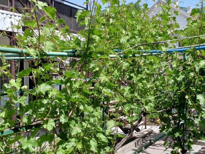 Виноградная аллея