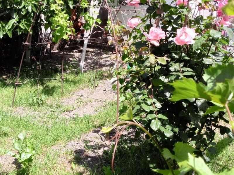 Виноградная аллея