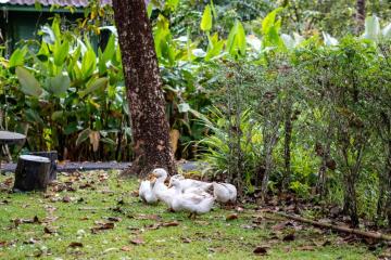Отель Blu Monkey Pooltara Krabi Hotel and Villas Таиланд, Краби, фото 9