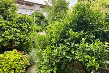 Отель Калипсо (Цандрипш) Абхазия, Гагра, фото 2