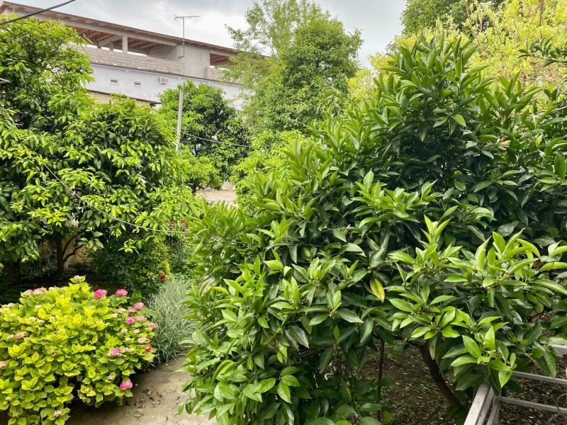 Калипсо (Цандрипш)