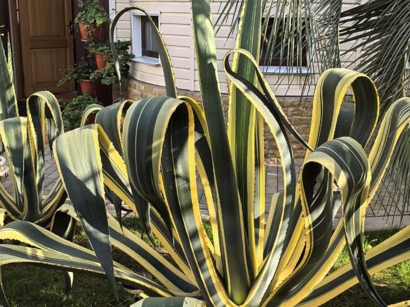 Башня (Адлер ул. Герцена)