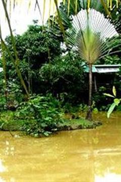 Отель Sepilok Jungle Resort Малайзия, о Борнео, фото 20