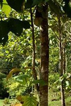 Отель Sepilok Jungle Resort Малайзия, о Борнео, фото 22