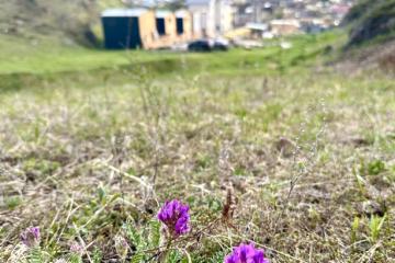 Отель Altaypic парк-отель Россия, Алтайский край, фото 3
