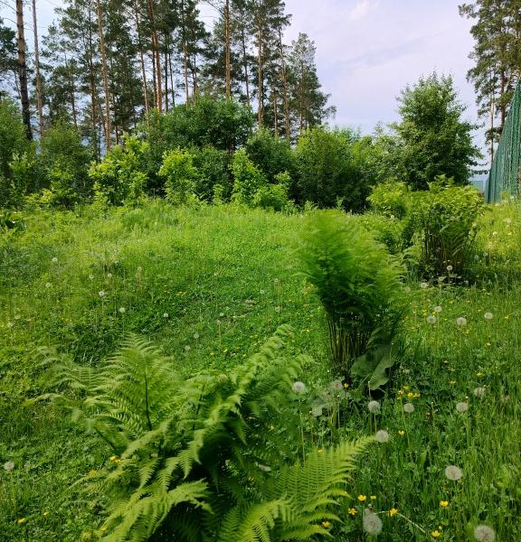 Panorama Altai база отдыха