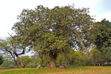 Отель Solitaire Hotel Индия, Дели, фото 11