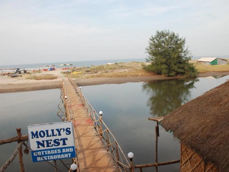 Molly's Nest