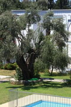 Отель Muskebi Apart Hotel Турция, Бодрум, фото 7